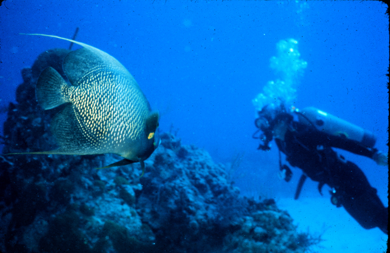 French angelfish looks larger than observing diver