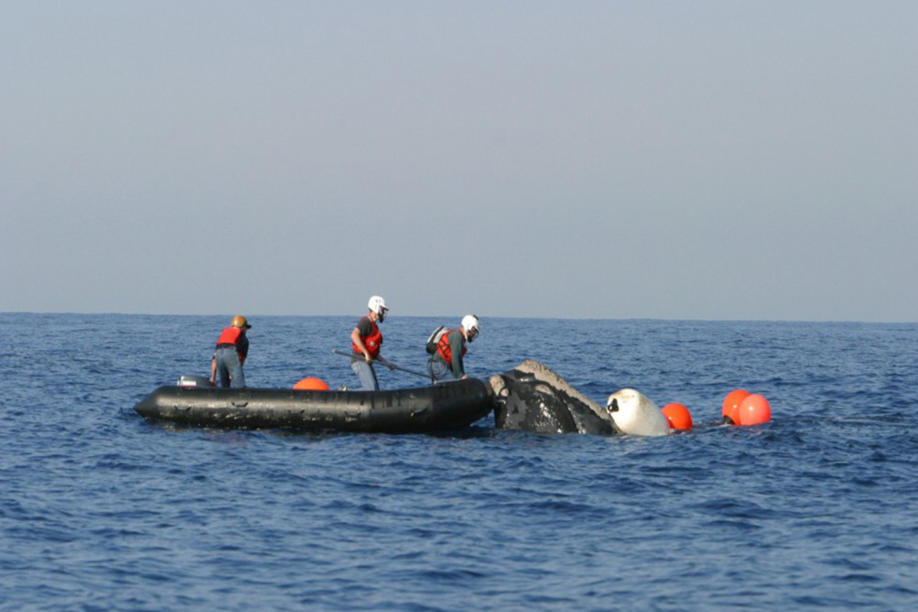Personnel of the NOAA Fisheries Large Whale Disentanglement Program helpingdisentangle an endangered North Atlantic Right Whale