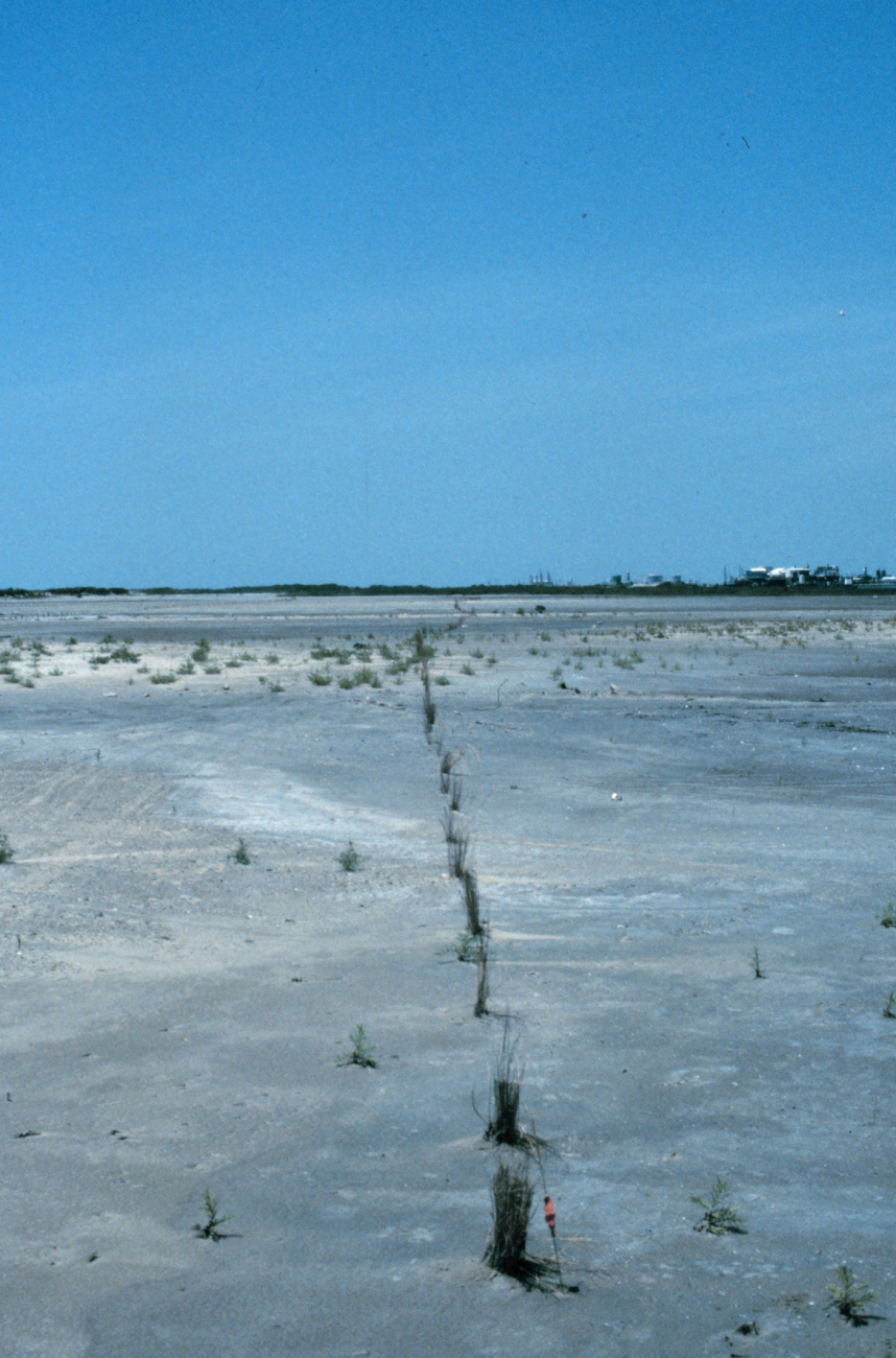 The test planting of Spartina at the East Timbalier marsh platform