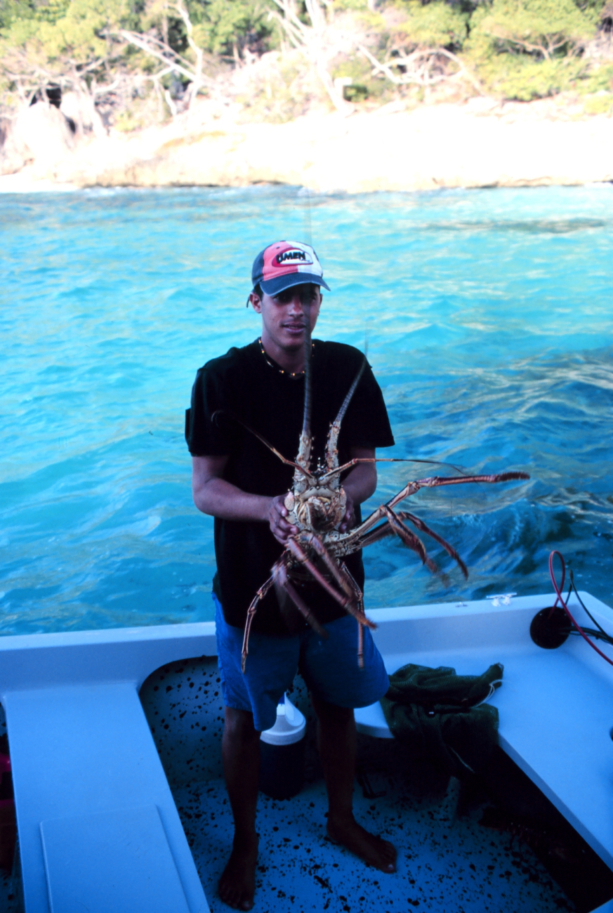 A large spiny lobster, Panulirus interruptus, taken from the reef at MonaIsland