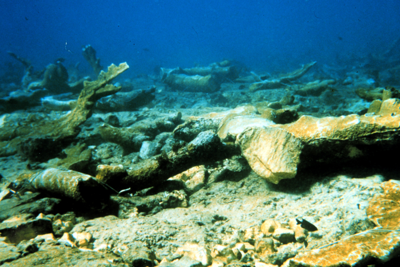 The reef surrounding Mona Island contains old growth stands of Elkhorn coral,Acropora palmatta