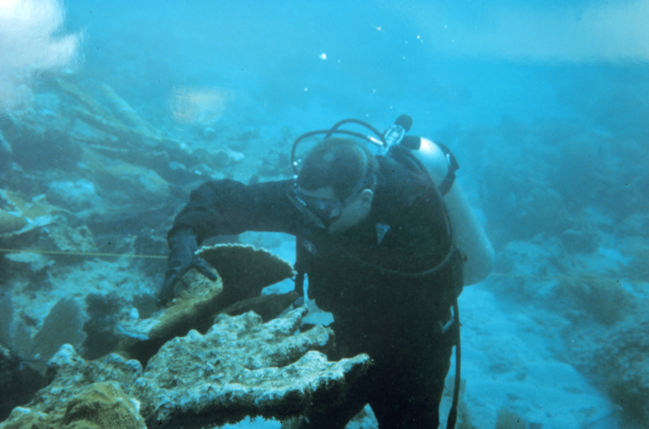 A diver moves a loose fragment of Elkhorn coral, Acropora palmatta, inpreparation to reattach the fragment