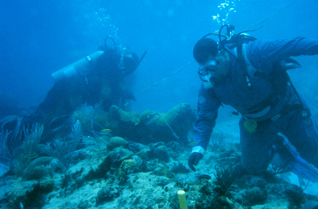 Two divers work to reattach a large fragment of Elkhorn coral,Acropora palmatta