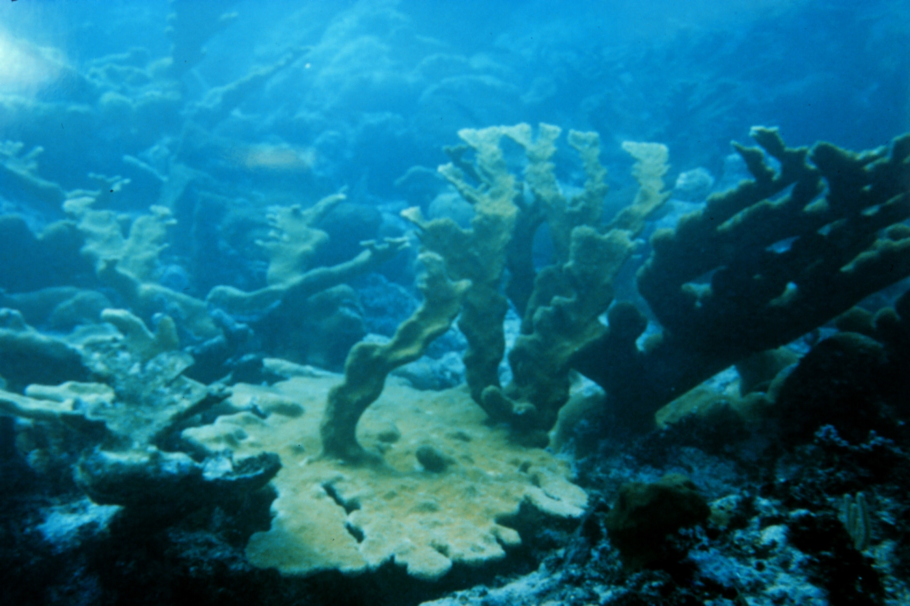 A healthy stand of coral reef