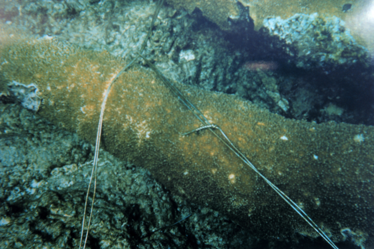 A close-up image of the stainless steel wire used to reattach a coral fragmentto the reef