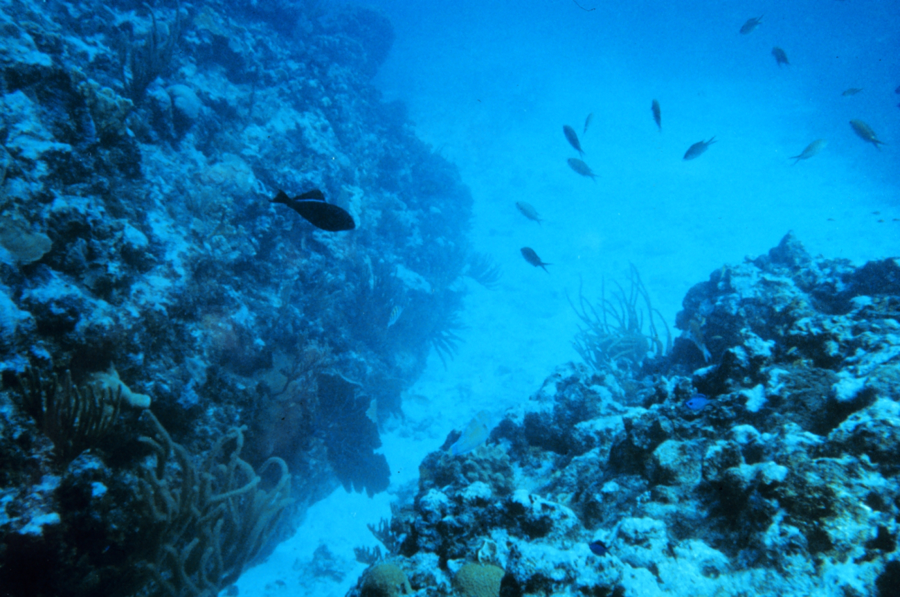 A sand corridor between the spur and groove formation of the reef