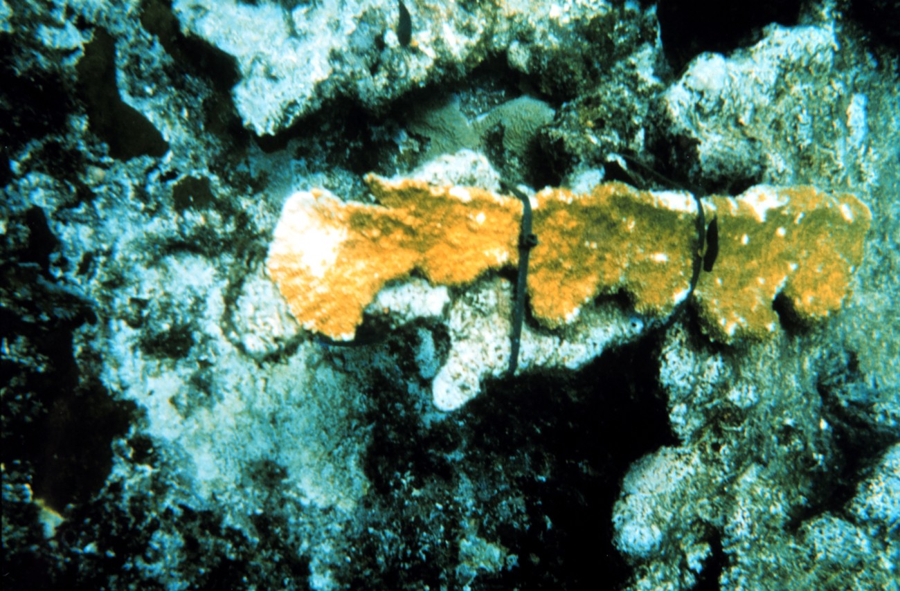 A coral fragment reattached using the experimental plastic ties that were laterdiscarded in favor of stainless steel wire that could be tightened moresecurely