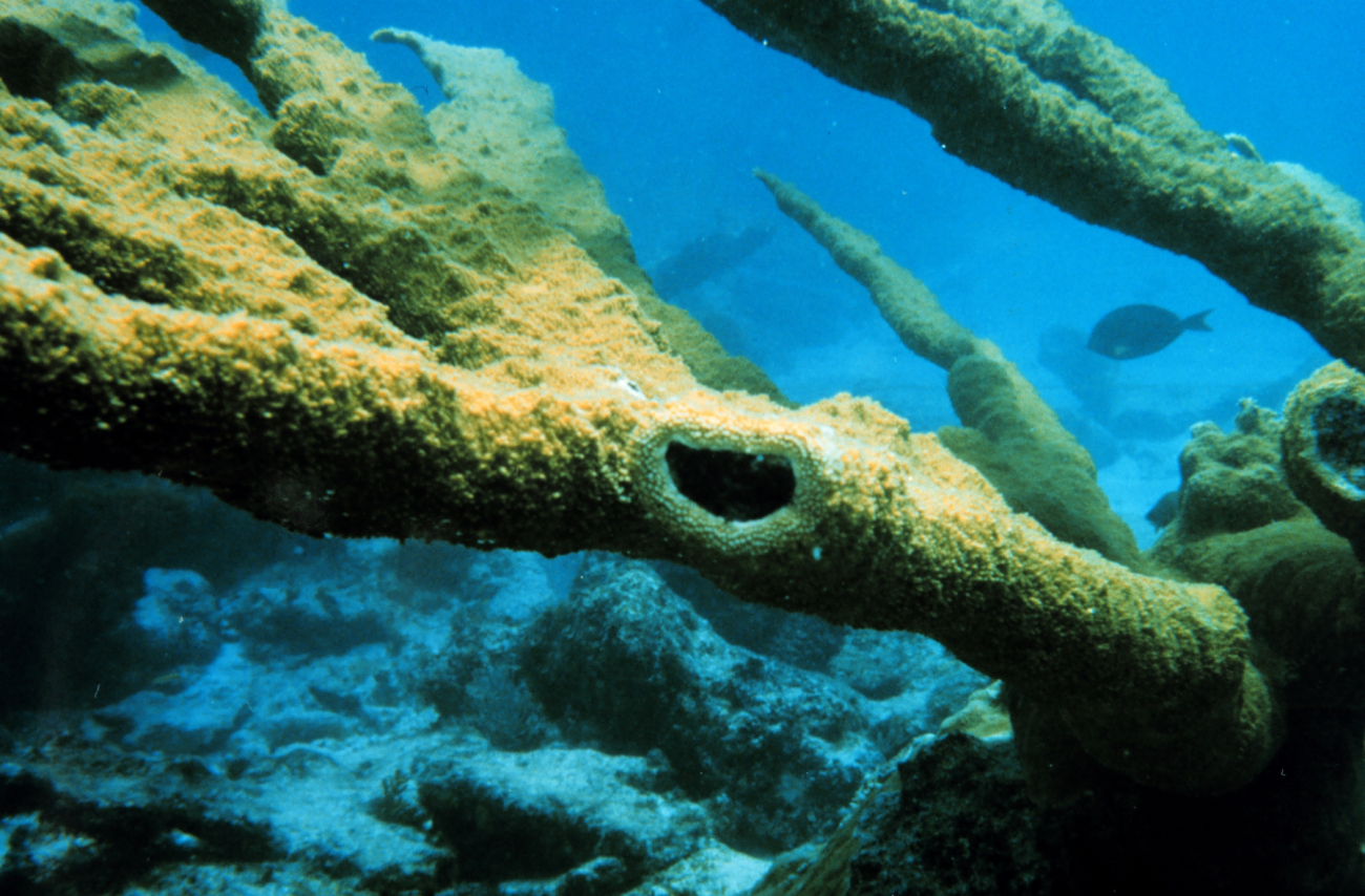 Close up of Elkhorn coral, Acropora palmatta, where a coral branch has beenpreviously severed