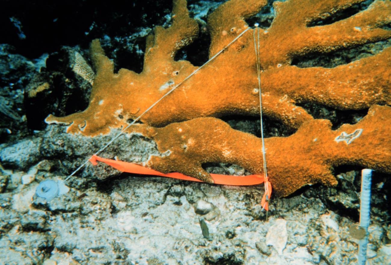 Wired coral fragments in a monitoring station are indicated by the fiberglassrebar in the foreground of the photograph