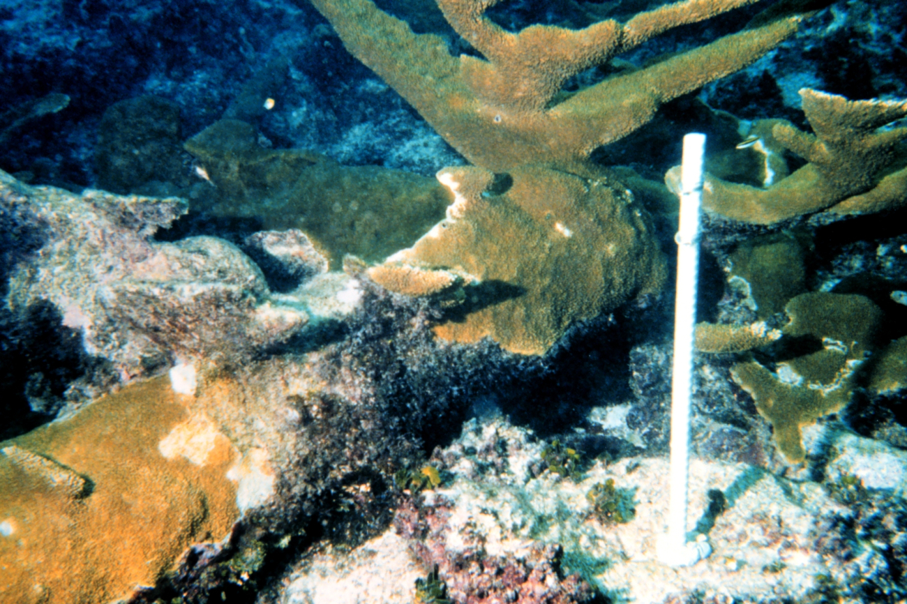 This image shows a control site at the Mona Island reef