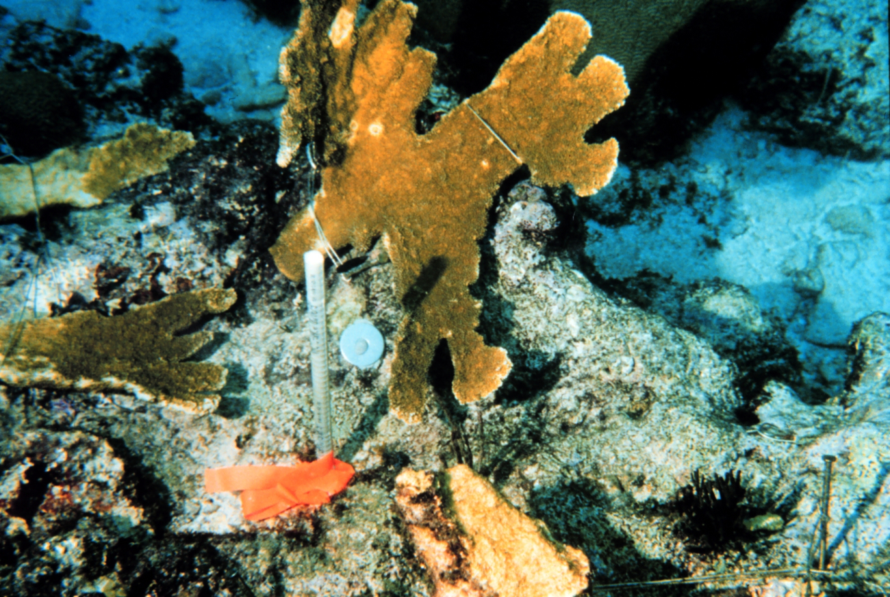 Corals within a monitoring site at the Mona Island restoration area