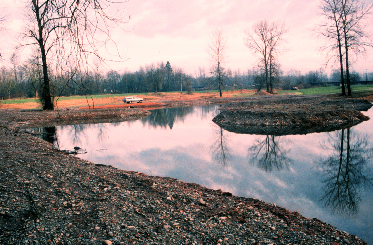 At the lower portion of the slough, a large pond complex was constructed as apart of the restoration