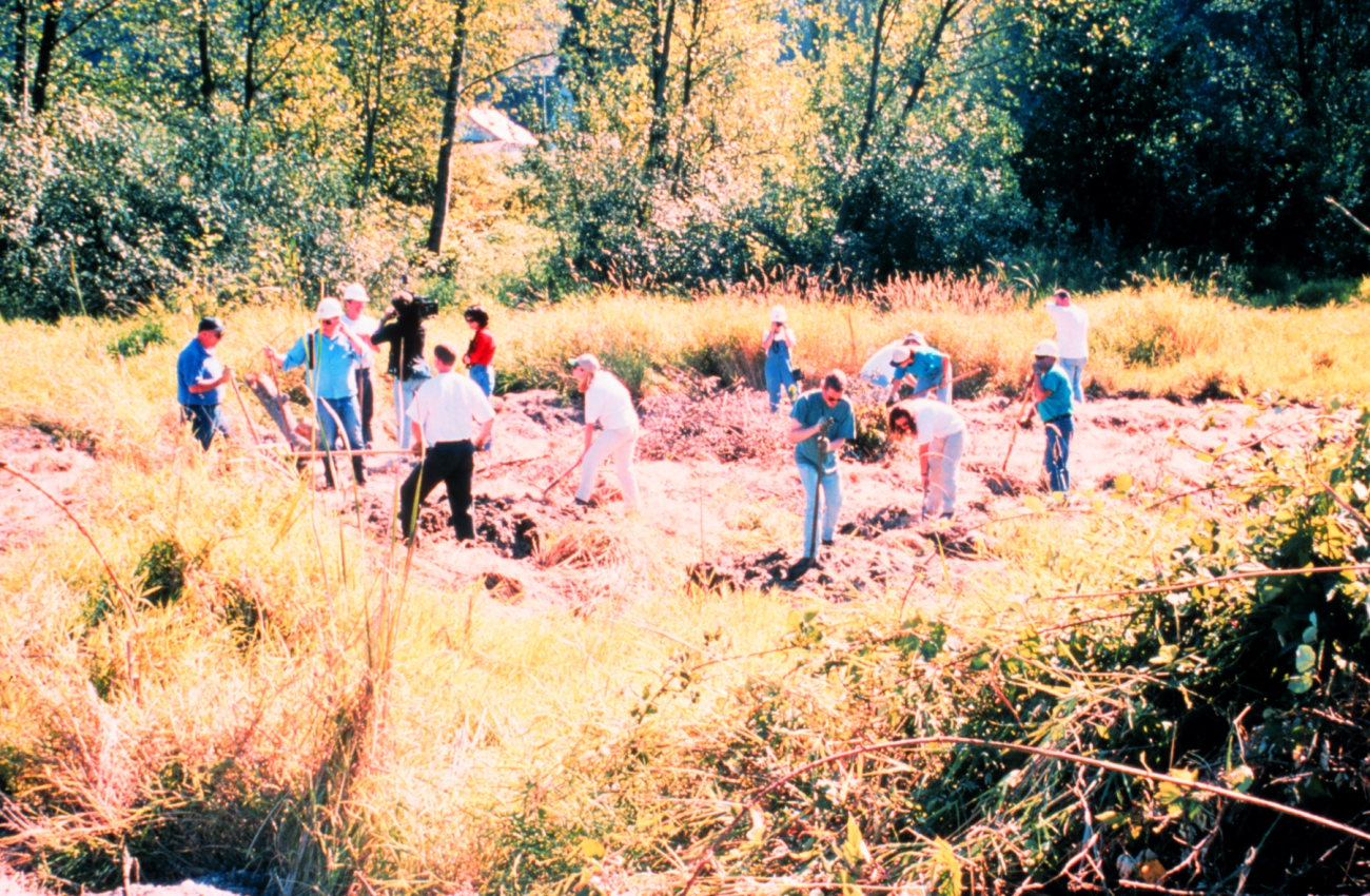 A group of volunteers, on site, place a hemp blanket and plant Willow andRed Oiser Dogwood on the banks of the restored areas
