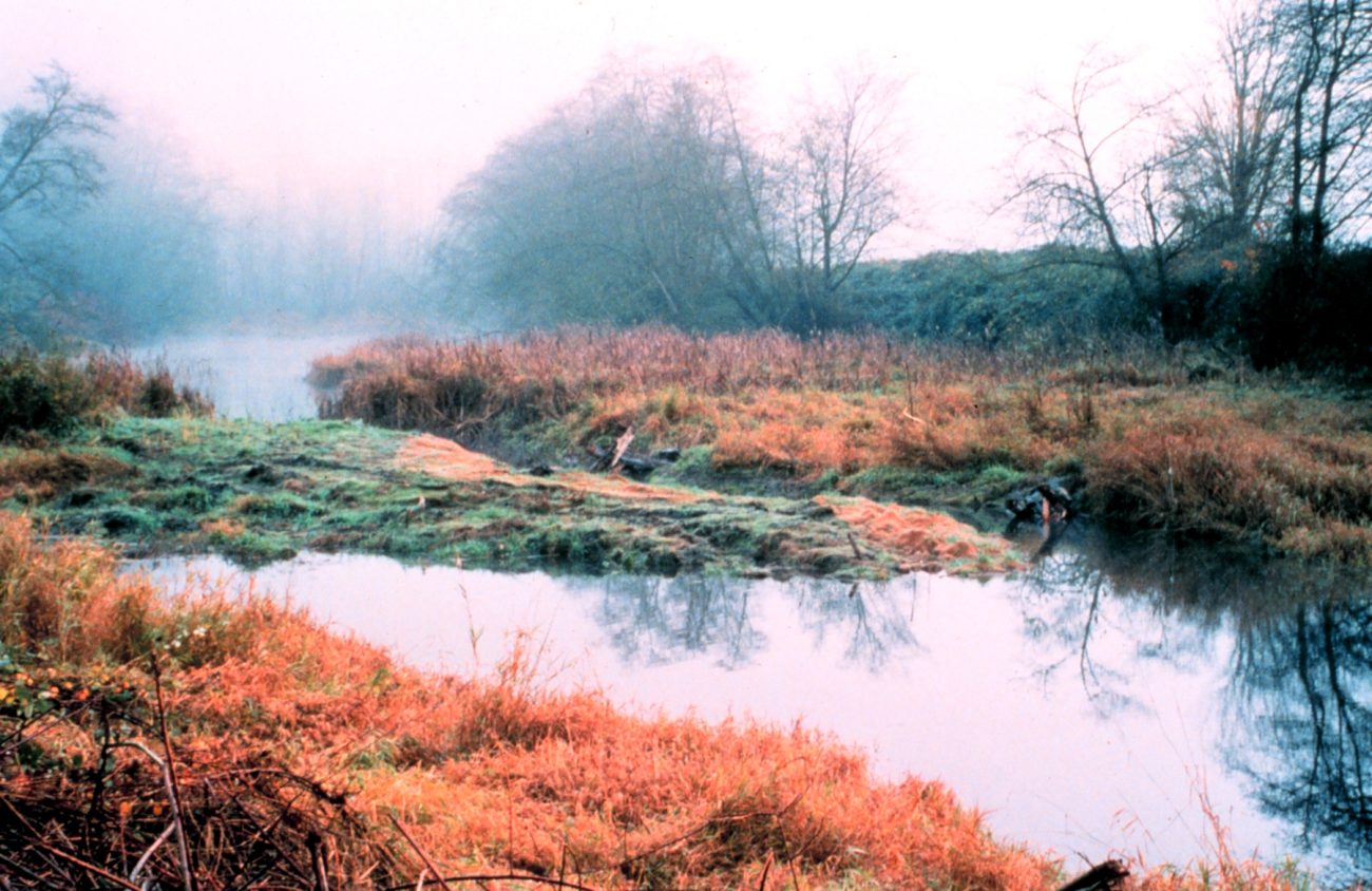 A typical channel between two ponds