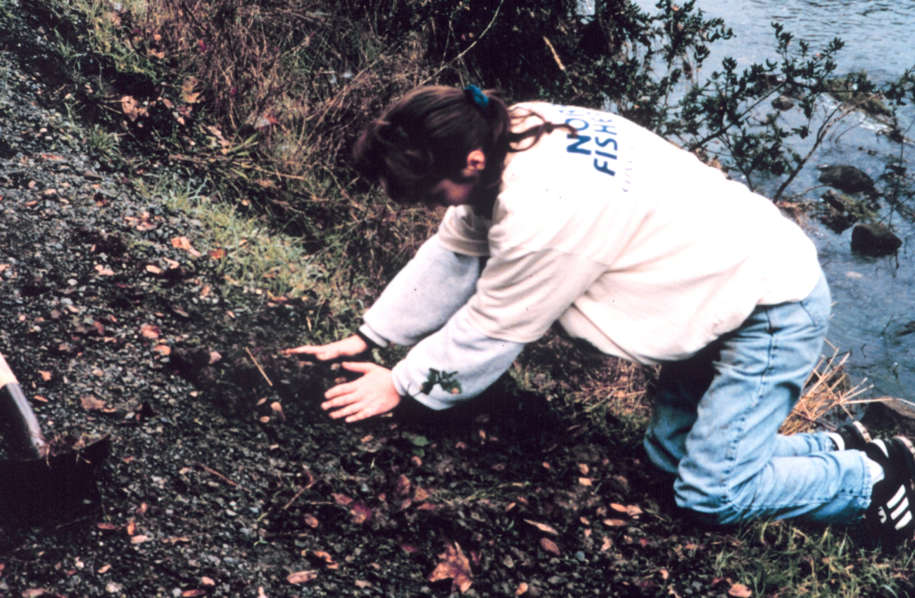 A student plants small native shrubs and trees in the riparian corridor to keepthe stream cool