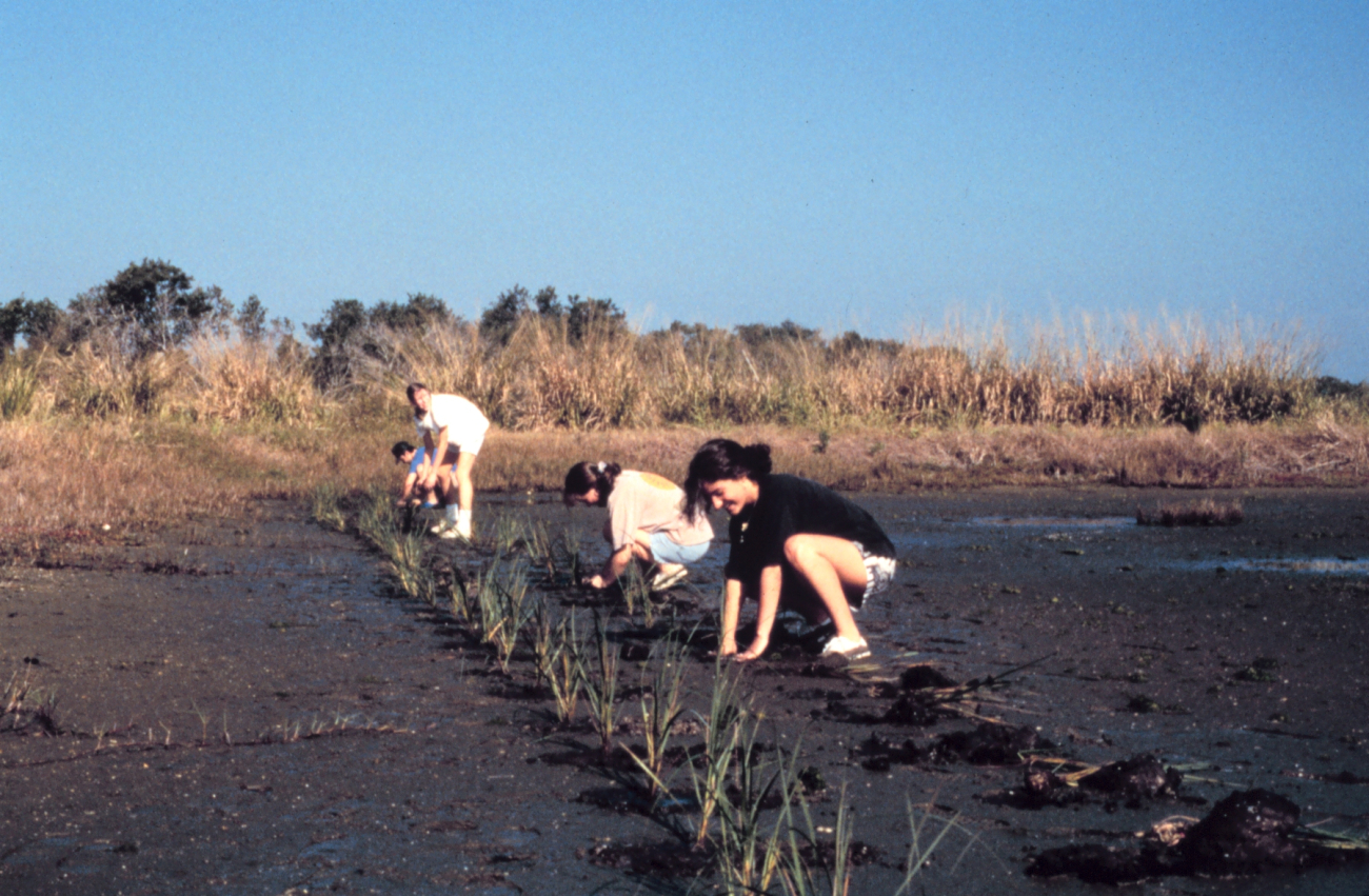 Two schools from Hillsborough County plant approximately 8,000 planting unitsof smooth cordgrass, Spartina alterniflora, at the Cockroach Bay AquaticReserve