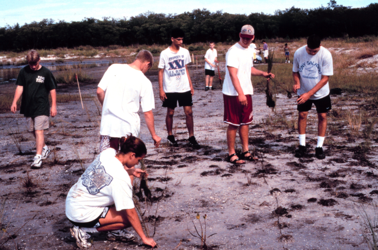 At Cockroach Bay Aquatic Reserve, a volunteer planting of 8,000 planting unitsof smooth cordgrass, Spartina alterniflora