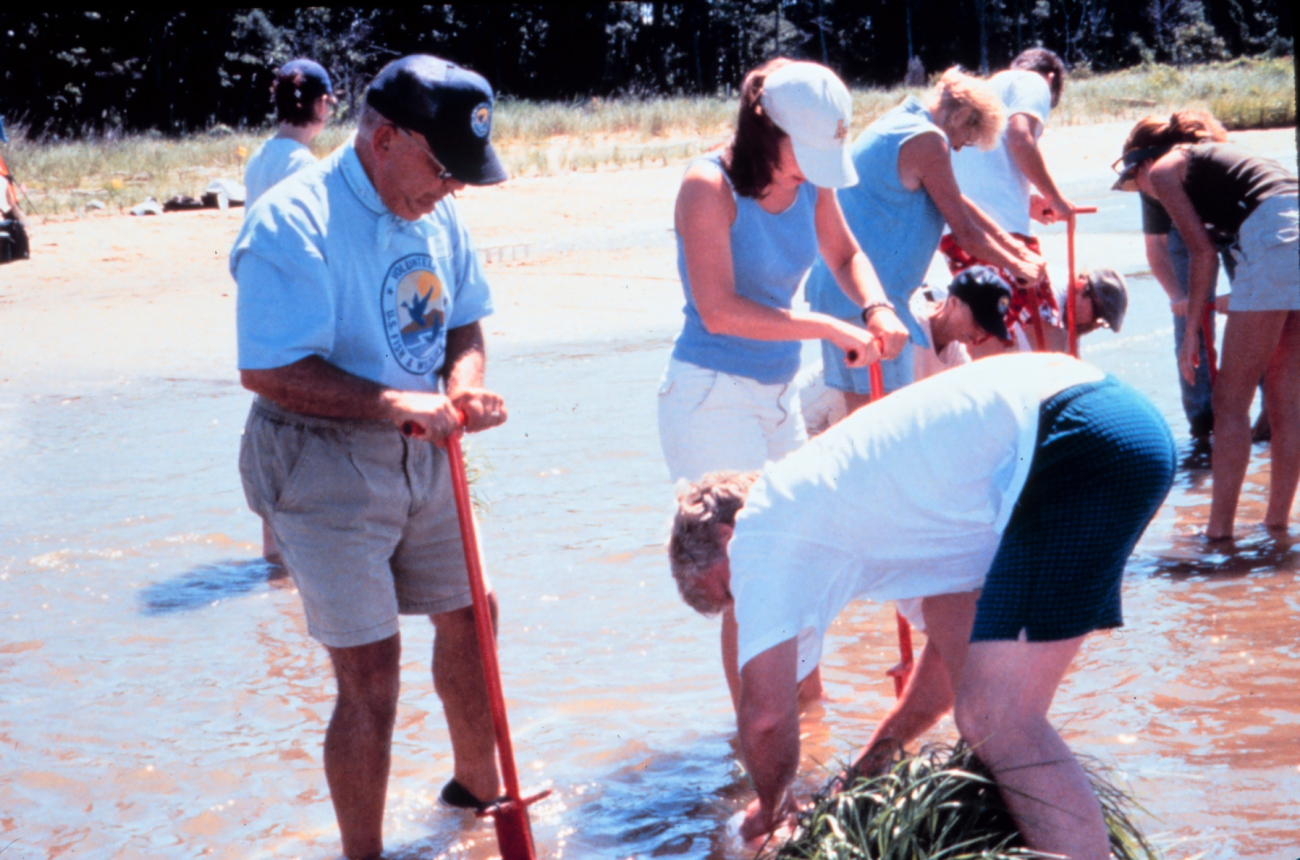 Volunteers plant a salt marsh plant smooth cordgrass, Spartina alterniflora,at the Eastern Neck National Wildlife Refuge on Eastern Neck Island, MD