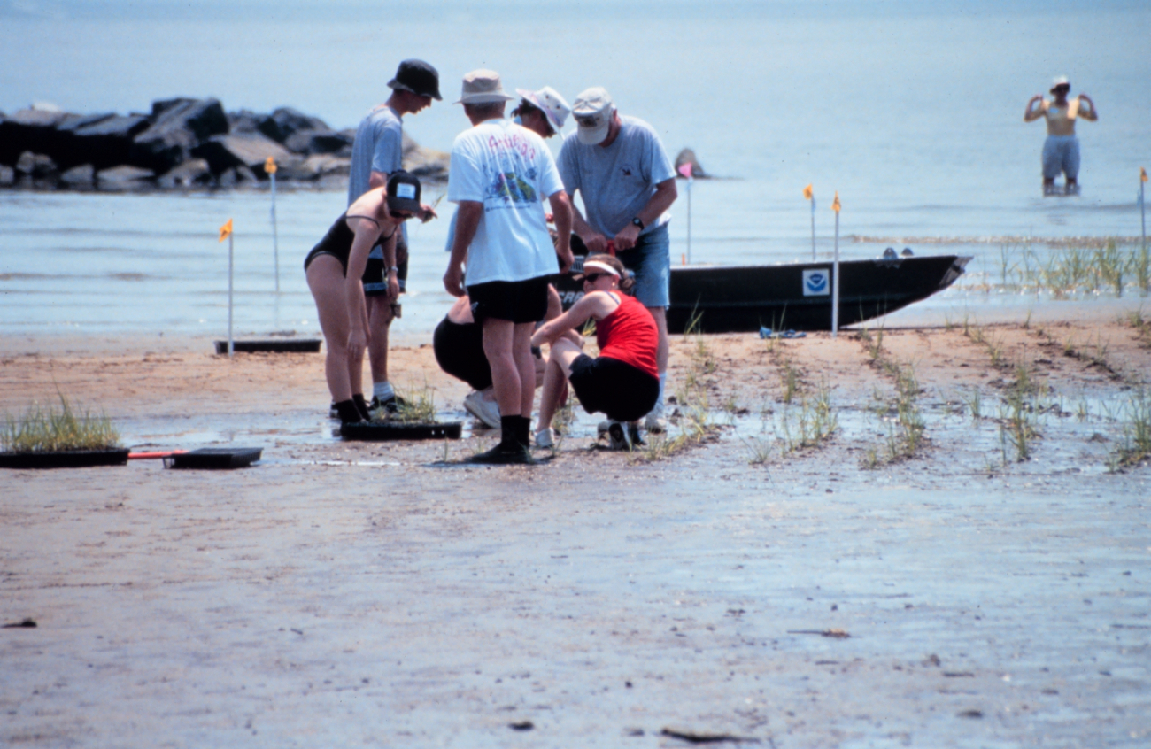 Volunteers plant smooth cordgrass, Spartina alterniflora, as part of therestoration work at the Eastern Neck Refuge