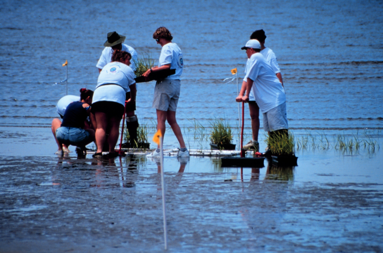 Volunteers plant smooth cordgrass, Spartina alterniflora, as part of therestoration work at the Eastern Neck Refuge