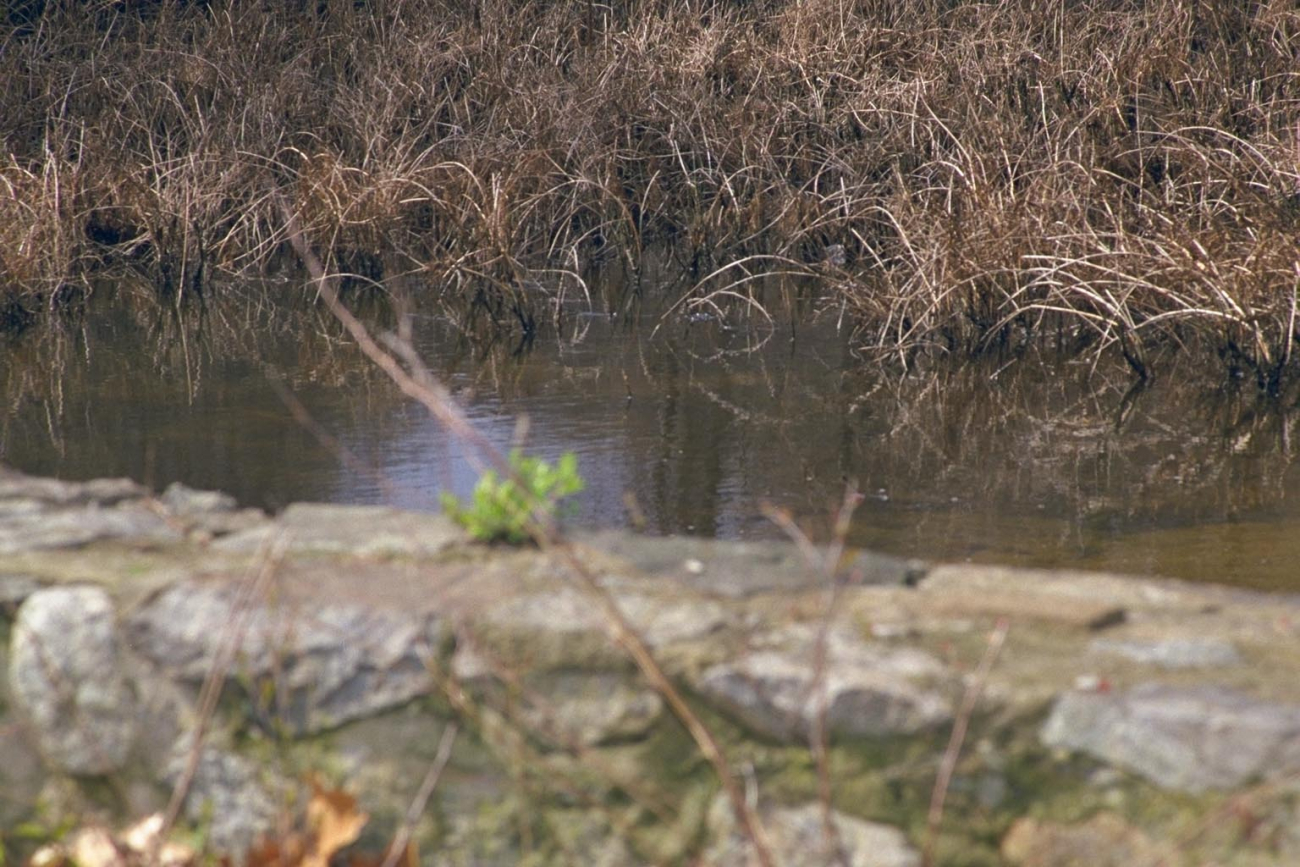 A close up view of the pond above the dam removal site