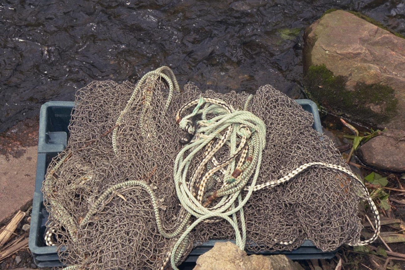 A picture of the nets used to capture fish before transporting them to theirspawning areas
