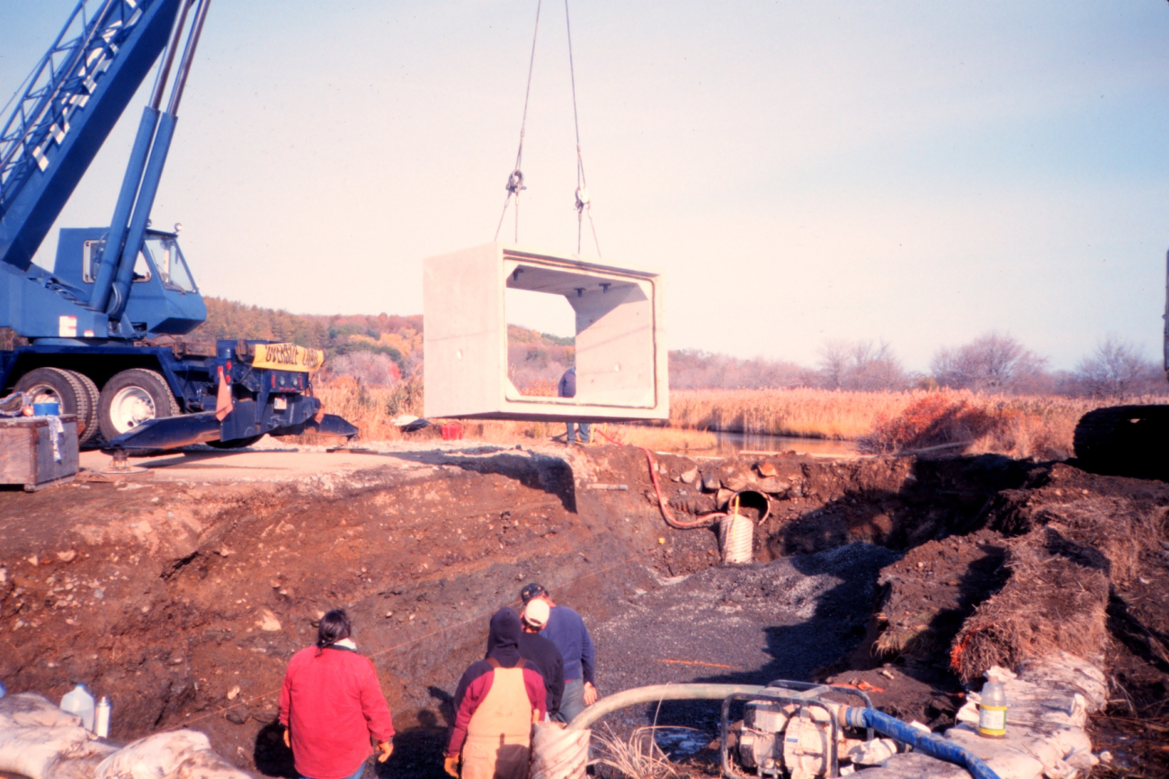 The first piece of the culvert being installed, Phragmites australis, aninvasive plant species in the background