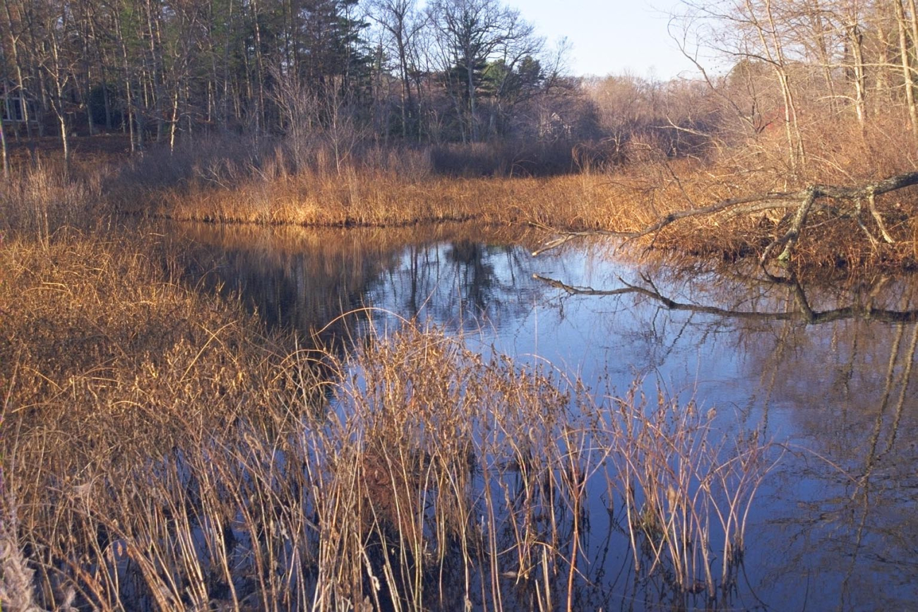 Wetlands at the Parker River restoration site