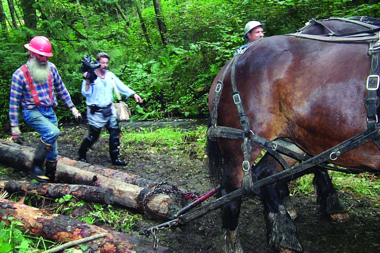Draft horses bring woody debris to add complexity to the stream to improvespawning habitat at the Glade Bekken restoration site