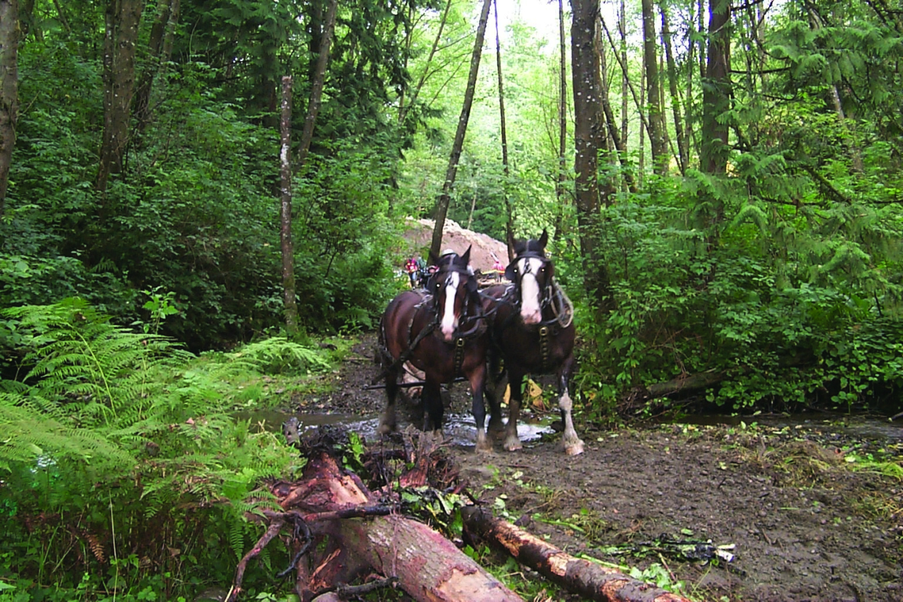 The draft horses used to haul woody debris at the restoration site were gentleand beautiful as well as less costly than heavy machinery