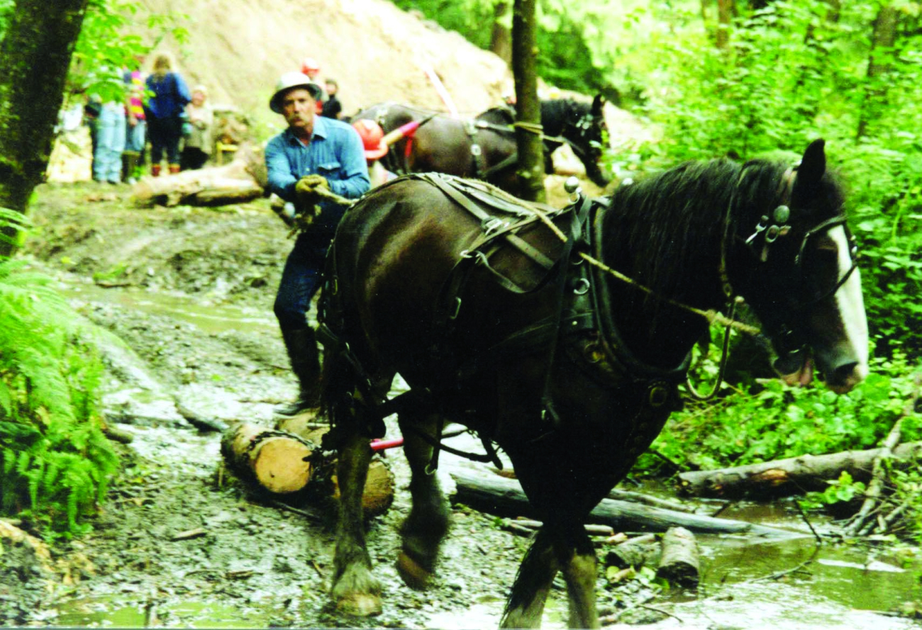 A single draft horse pulls wood to the restoration site at the Glade Bekkenwatershed