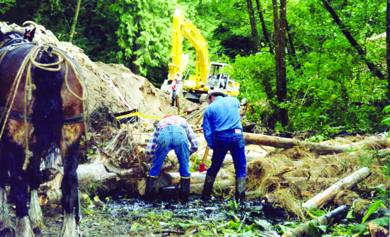 Men and draft horses place woody debris in the stream
