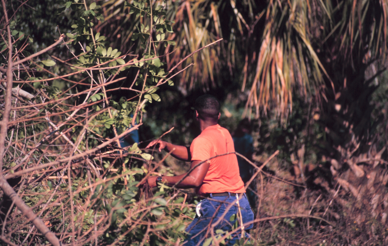 A volunteer removes Brazilian Pepper growth from mangrove habitat along theIndian River Lagoon