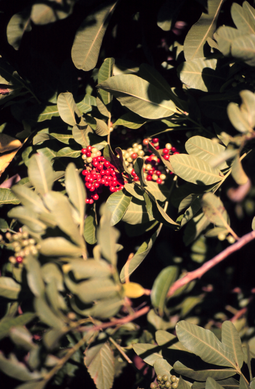 Brazilian Pepper bushes are an ornamental from Brazil that looks like Holly