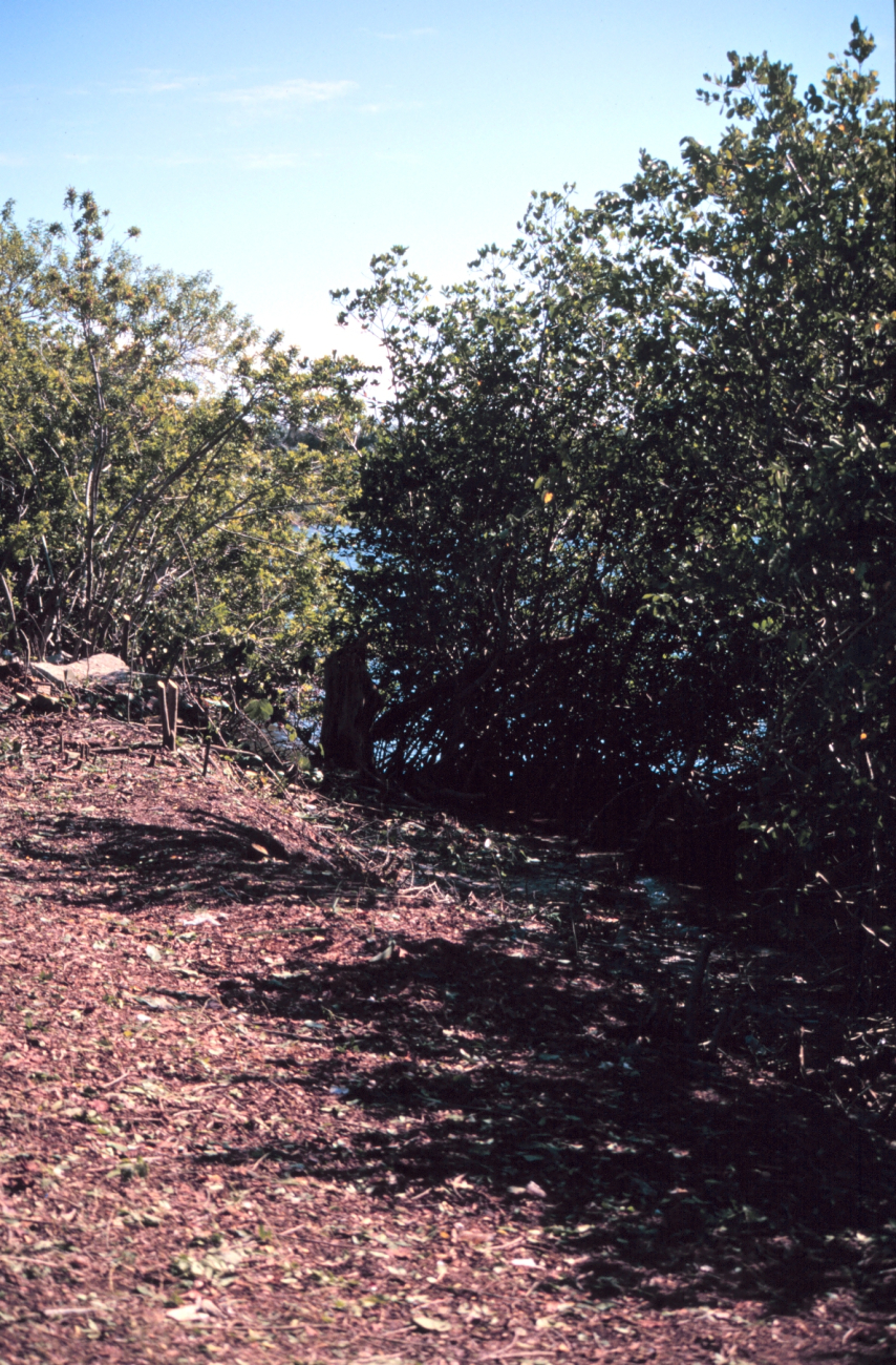 This area has been cleared of Brazilian Pepper to help the mangroves recolonizeat the waterline