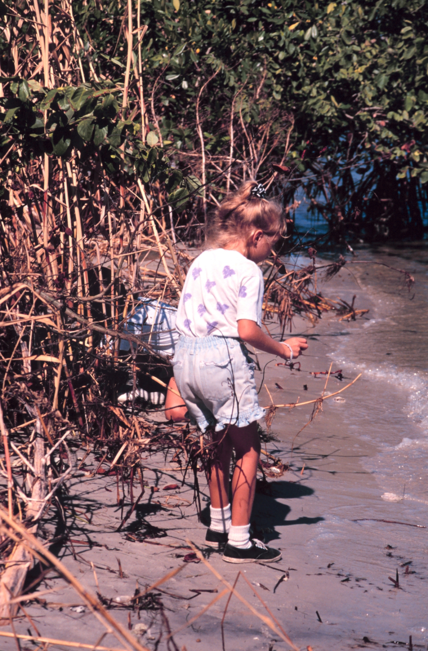 Planting mangrove propagules at Indian River Lagoon