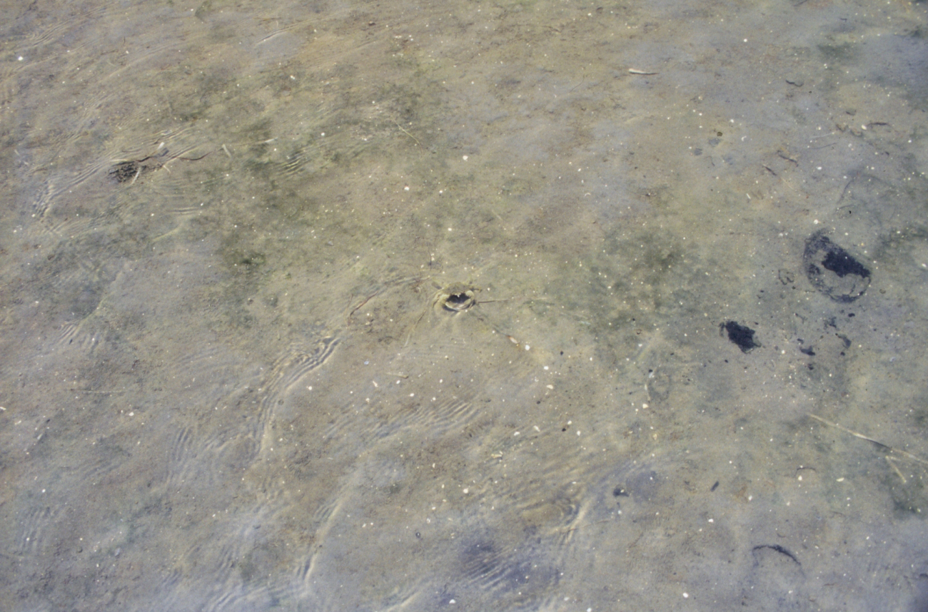 A juvenile blue crab in the shallow waters near the plantings