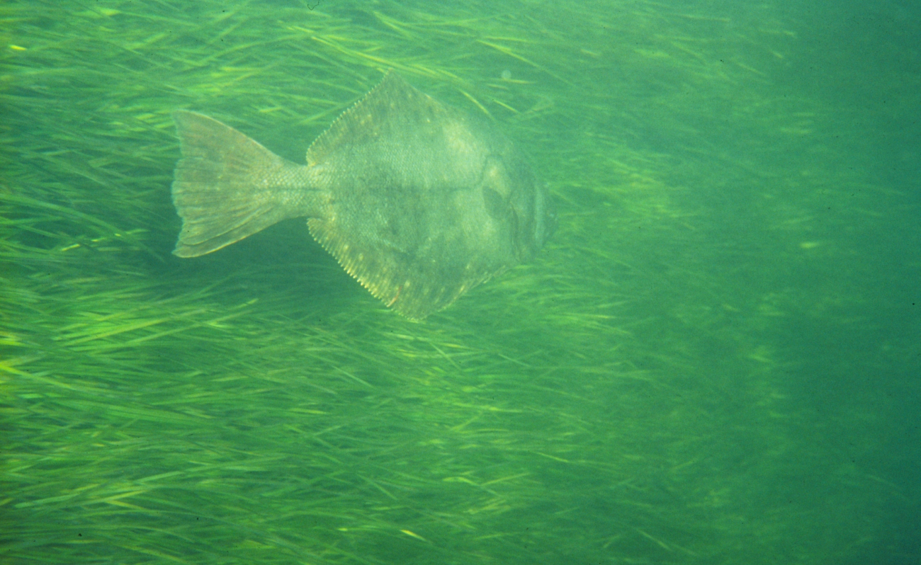 A flounder swims through a healthy bed of seagrass