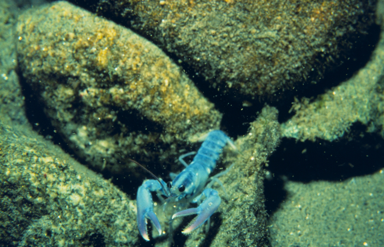A juvenile American Lobster in natural cobble habitat in Rhode Island waters