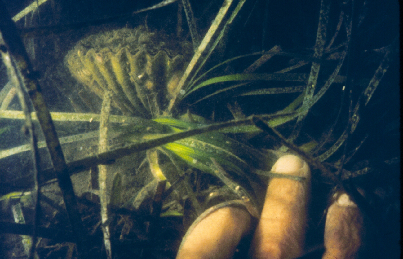 A bay scallop in its natural habitat, eelgrass or Zostera marina