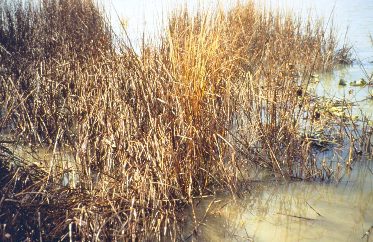 Dixon Bay, oiled Spartina alterniflora in the wrack line of the marsh