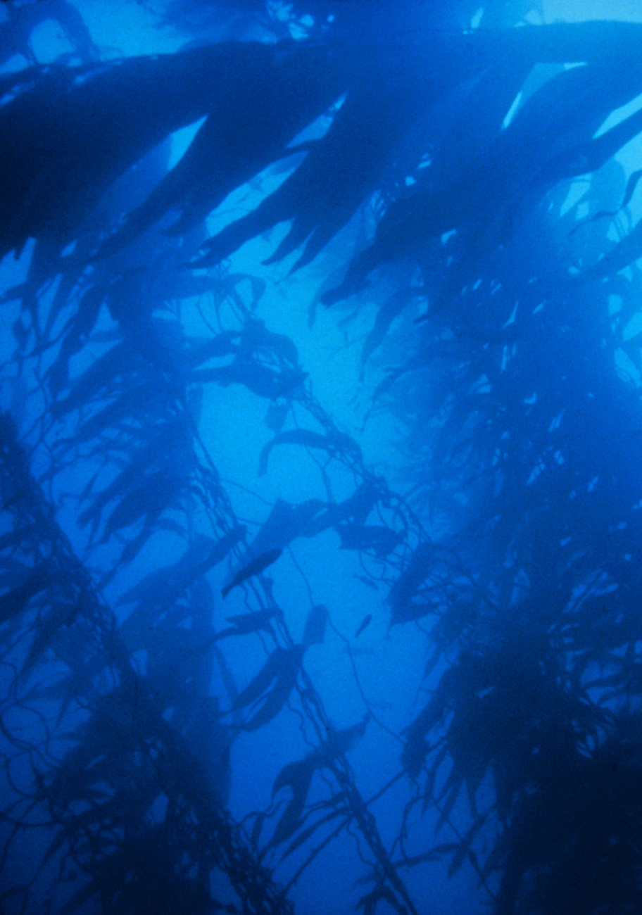 Giant kelp, an important fisheries habitatcan grow as much as two feet a day in depths at up to 150 feet