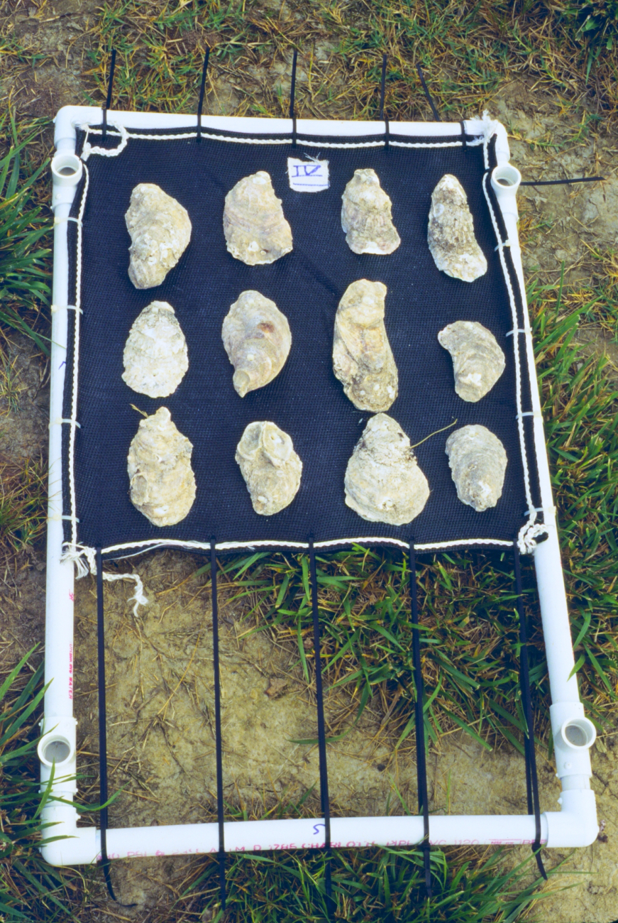 This project was conducted to determine if geotube material could be used toas suitable substrate for oyster spat