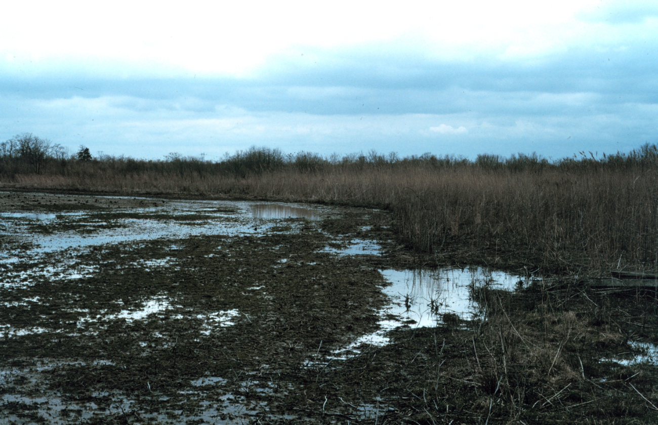 Wetlands that need to be opened up to improved hydrology