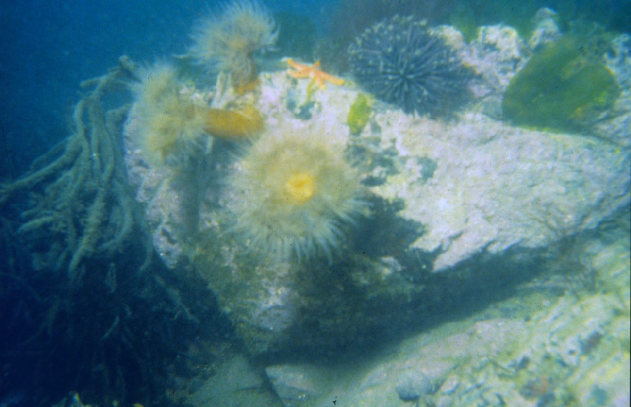 A collection of anenomes and star fish