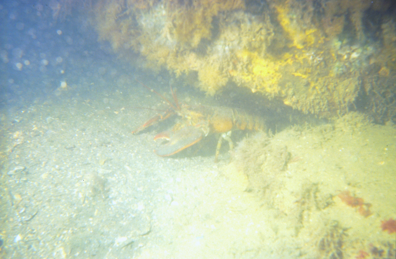 An American lobster (Homarus americanus) in very murky waters