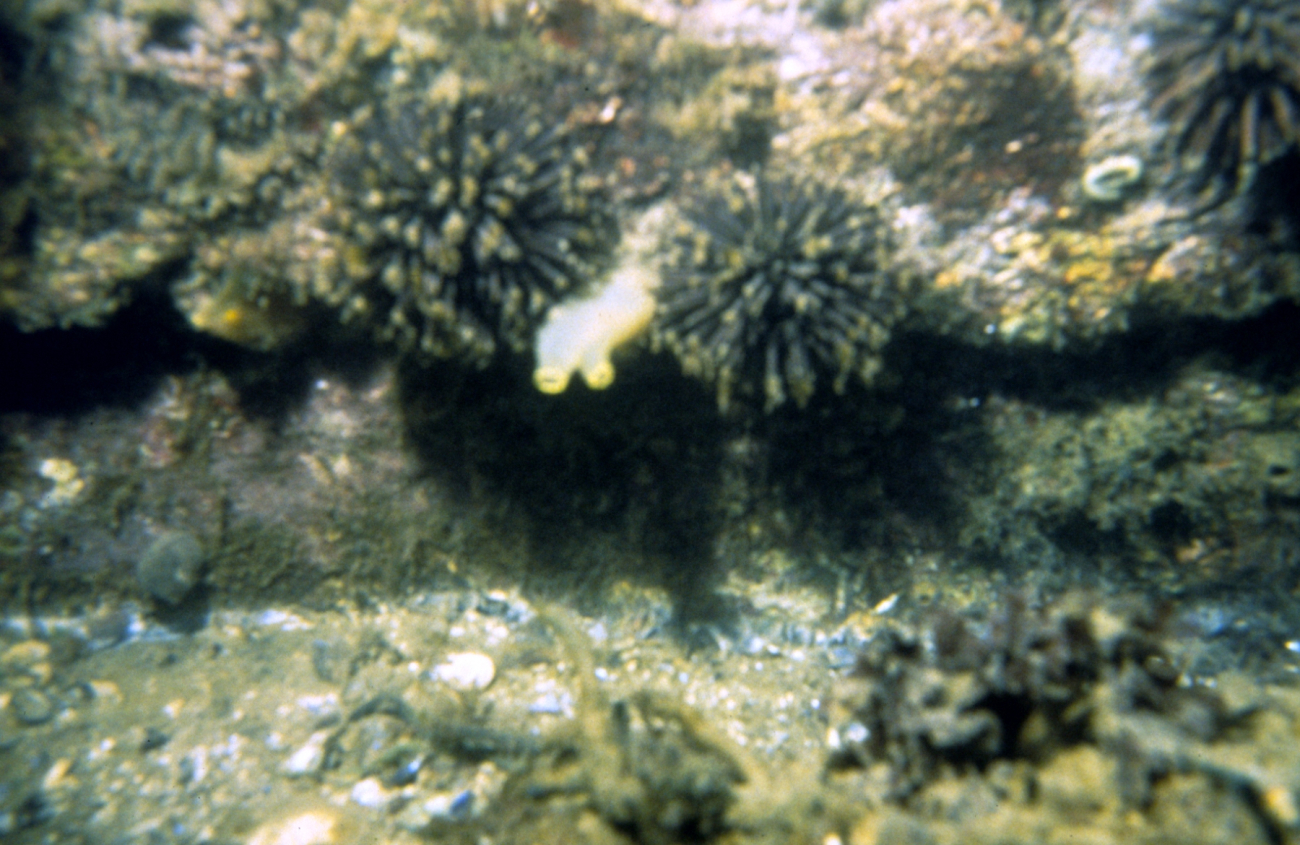 Sea urchins and a tunicate
