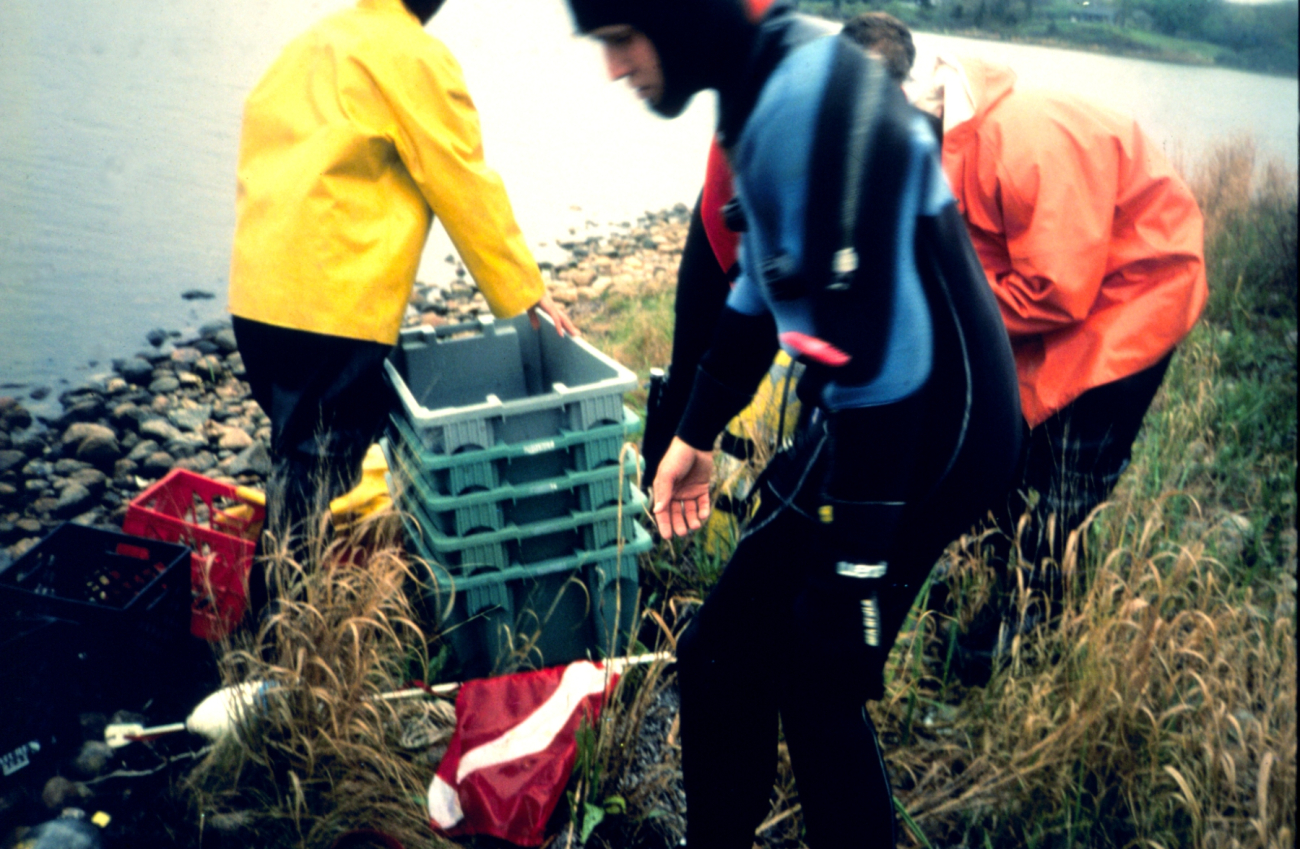 A slide showing restoration workers beginning to harvest eelgrass for useat a transplant site