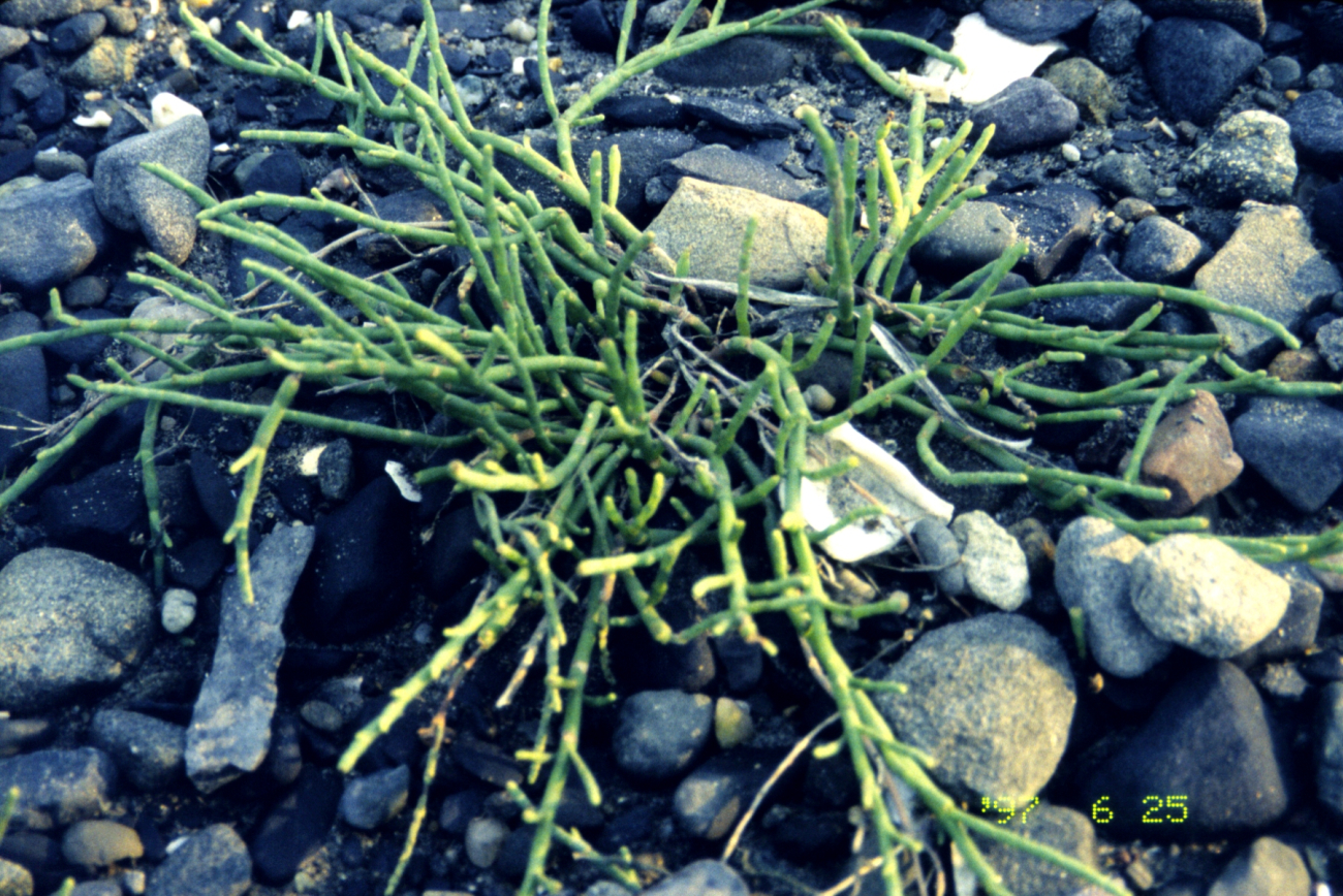 A beautiful clump of pickle-weed or Salicornia    grows in a rocky tidal poolin Prudence Island