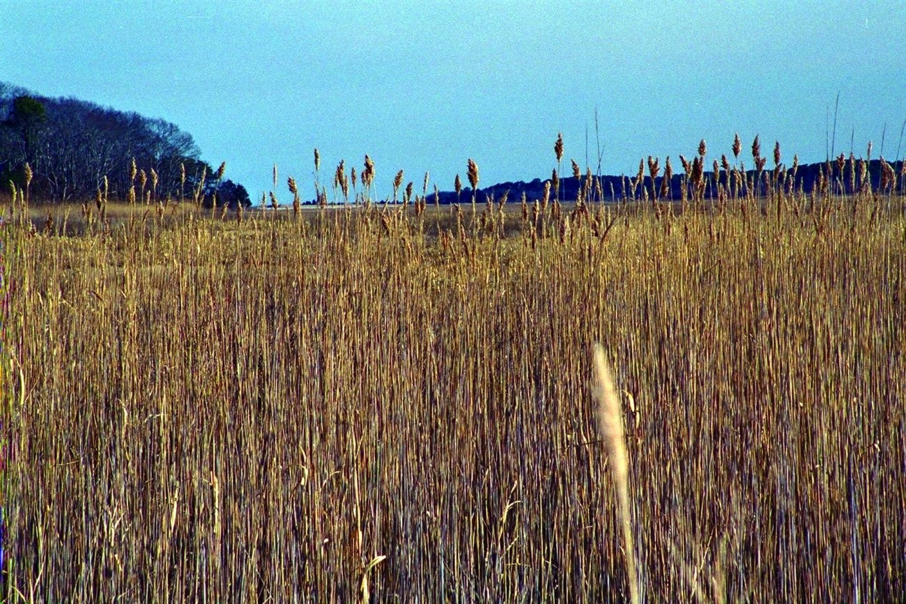 Large stands of Phragmites australis often indicate that salt water flow isrestricted in marshes